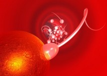 spermie, vajíčko, oplodnění, embryo, sex, antikoncepce